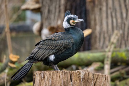 A portrait of an adult cormorant (Phalacrocorax carbo) in Austria, cloudy day in winter