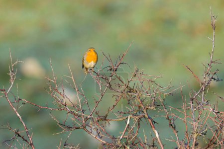 A cute little European robin (Erithacus rubecula) sitting on a small branch, sunny morning