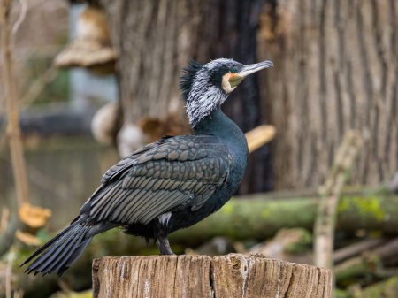 A portrait of an adult cormorant (Phalacrocorax carbo) in Austria, cloudy day in winter