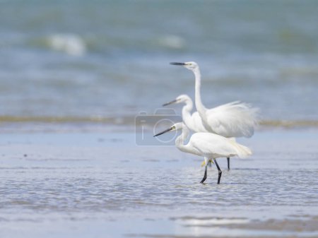 A Little Egret de pie en la playa, día soleado en el norte de Francia