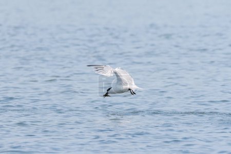 Photo for Young sandwich tern (Thalasseus sandvicensis) in flight, sunny day in northern France - Royalty Free Image