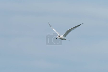 Young sandwich tern (Thalasseus sandvicensis) in flight blue sky, sunny day in northern France