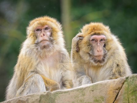 Dos monos berberiscos sentados en un zoológico de Viena (Austria), día nublado en invierno