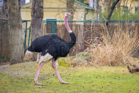 A common ostrich walking on a meadow in a zoo, cloudy day in winter