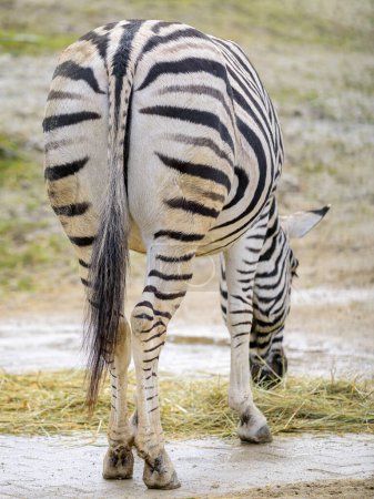 A close up of a zebra from behind grazing (Equus quagga burchelli)