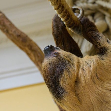 A two toed sloth climbing on a rope in a zoo