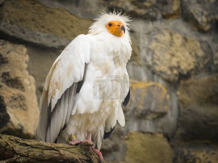 An Egyptian Vulture sitting on a branch in a zoo, cloudy day in winter
