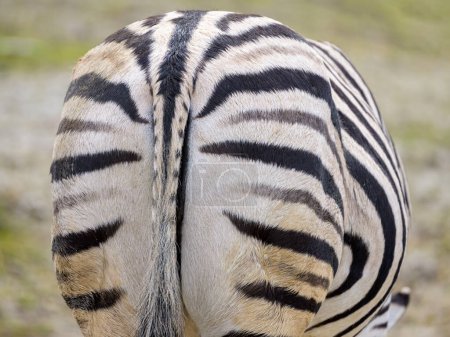Nahaufnahme eines von hinten grasenden Zebras (Equus quagga burchelli))