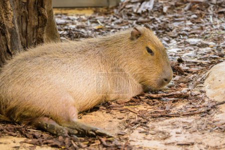 Porträt eines Wasserschweins auf dem Boden liegend in einem Zoo, bewölkter Tag im Winter