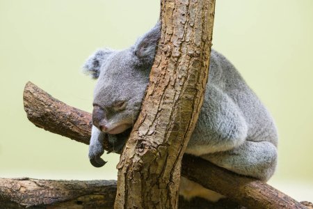 Un joli petit koala (Phascolarctos cinereus) dormant sur un arbre dans un zoo
