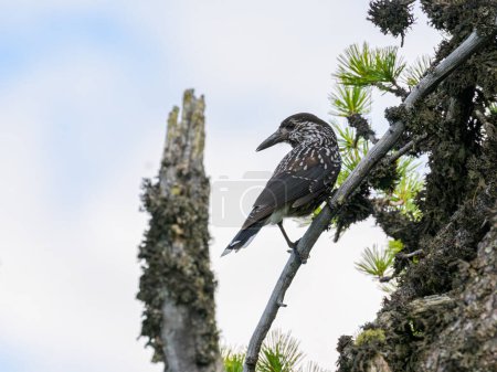 A spotted nutcracker sitting on a tree, cloudy day in summer, South Tyrol, Italy