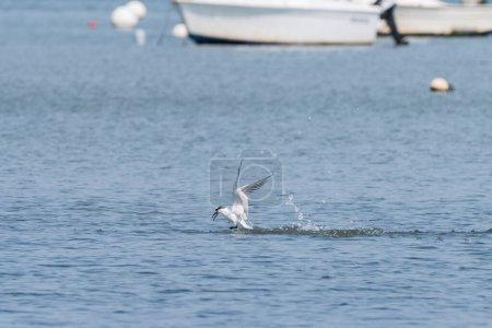 Young sandwich tern (Thalasseus sandvicensis) in flight, sunny day in northern France