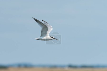 Young sandwich tern (Thalasseus sandvicensis) in flight blue sky, sunny day in northern France