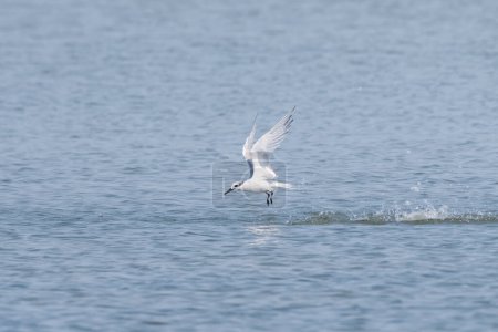 Young sandwich tern (Thalasseus sandvicensis) in flight, sunny day in northern France