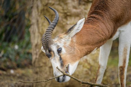 Une gazelle Nanger dama debout dans un zoo, journée nuageuse en hiver