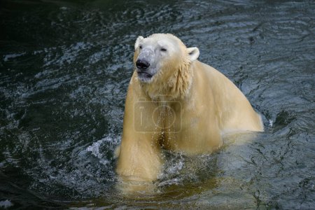 Portrait d'un ours polaire (Ursus maritimus) dans l'eau dans un zoo