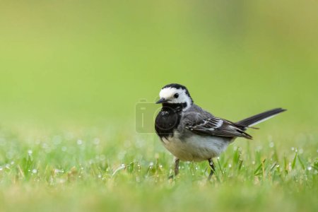 A White Wagtail running on a meadow, morning in summer