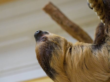 A two toed sloth climbing on a rope in a zoo
