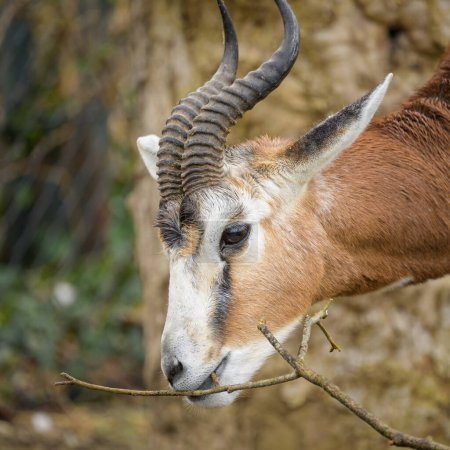 Une gazelle Nanger dama debout dans un zoo, journée nuageuse en hiver