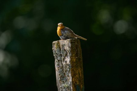 Un lindo petirrojo europeo de pie sobre un poste de madera