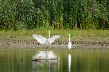 A Great Egret landing near a pond, sunny day in autumn in Lower Austria