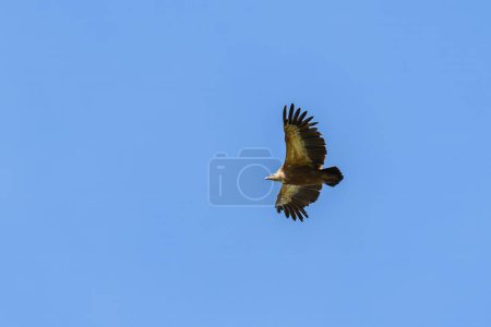 Téléchargez les photos : Un vautour fauve (Gyps fulvus) volant par une journée ensoleillée, ciel bleu, Cres (Croatie)) - en image libre de droit