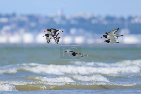 A group of Eurasian Oystercatchers flying over the beach on a sunny day in northern France