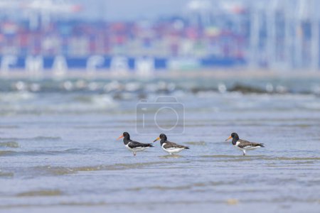 Eurasian Oystercatcher standing on the beach near water, sunny day in summer, northern France