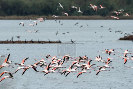 A group of Greater Flamingos flying over water, sunny morning, Grado (Italy)