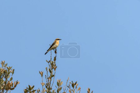 A northern wheatear sitting on top of a bush in the Cres (Croatia), sunny day in springtime
