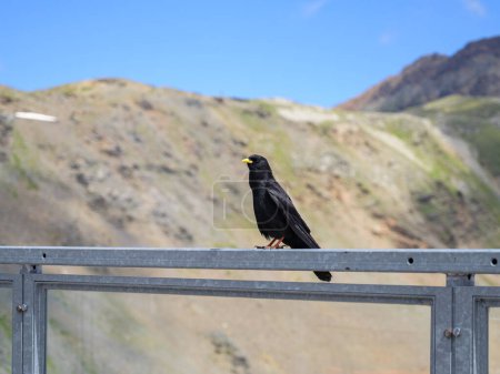 An Alpine Chough sitting on a railing, sunny day in summer in the Italian Alps