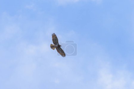 Un águila serpiente de dedos cortos en vuelo, cielo azul, día soleado en primavera, Cres (Croacia)