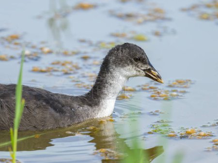 An young Eurasian Coot swimming in a pond, sunny day in summer