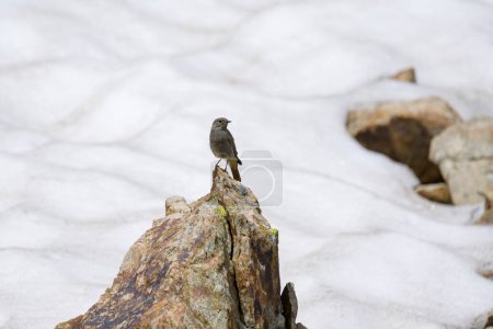 Ein Hausrotschwanz sitzt auf einem Felsen, sonniger Sommertag in den italienischen Alpen