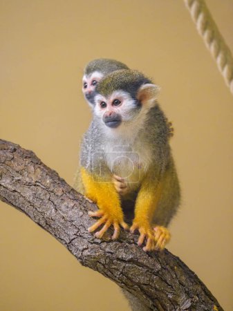 A Guianan squirrel monkey sitting on a branch, mother with child