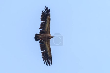 Téléchargez les photos : Un vautour griffon (Gyps fulvus) volant dans le ciel bleu - en image libre de droit