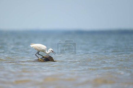 Una pequeña garza de pie en la orilla del lago Victoria, la pesca, día soleado