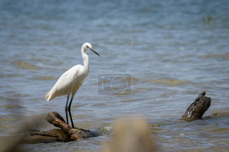 A Little egret standing on the shore of Lake Victoria, fishing, sunny day