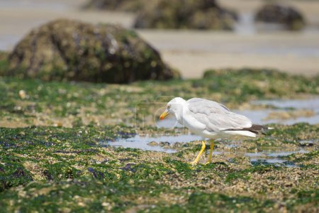 A Yellow legged gull standing on a beach, sunny day in summer, northern France