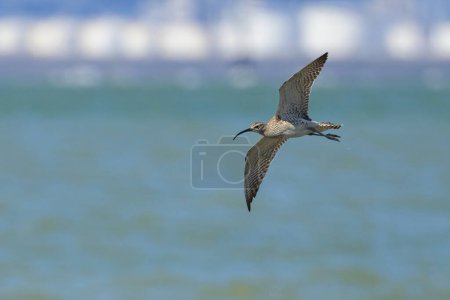 A Whimbrel in flight on a sunny day in summer, coast in northern France