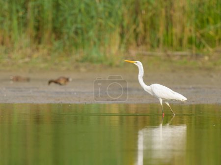 A Great Egret standing in a pond, sunny day in autumn in Lower Austria