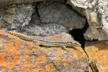 A common wall lizard resting on a rock, sunny day in springtime