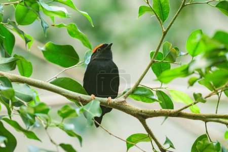 A Blue backed Manakin sitting on a branch with green leaves in a zoo