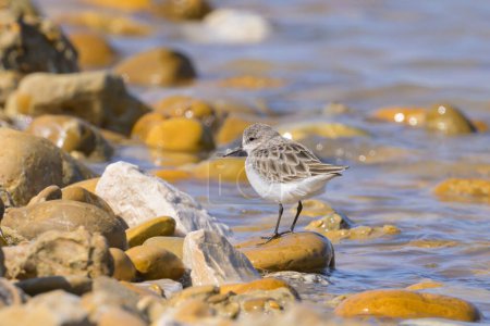 A little stint standing on a pebble near water, sunny day in springtime, Camargue, southern France