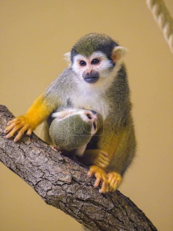Un mono ardilla de Guyana sentado en una rama, madre con hijo, amamantando