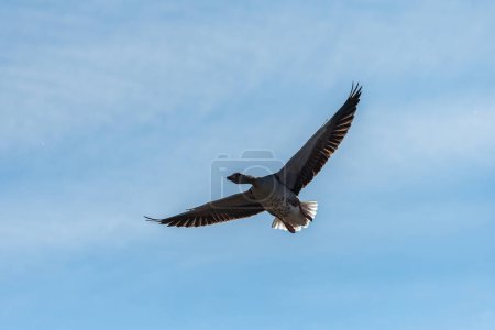 Greylag goose in flight on a sunny day in winter, blue sky