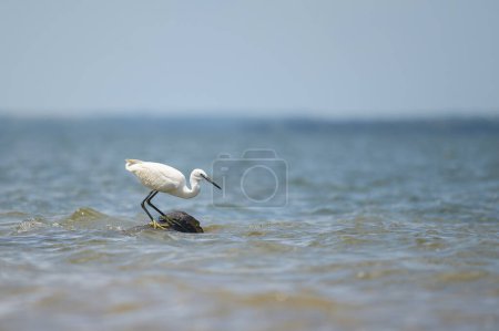 A Little egret standing on the shore of Lake Victoria, fishing, sunny day