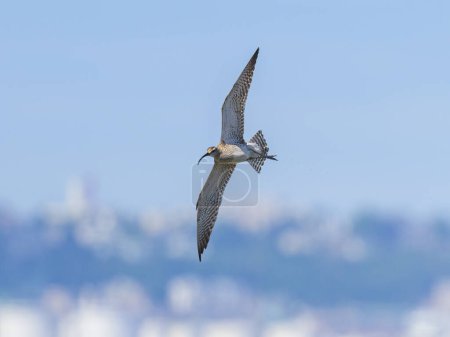 A Whimbrel in flight on a sunny day in summer, coast in northern France