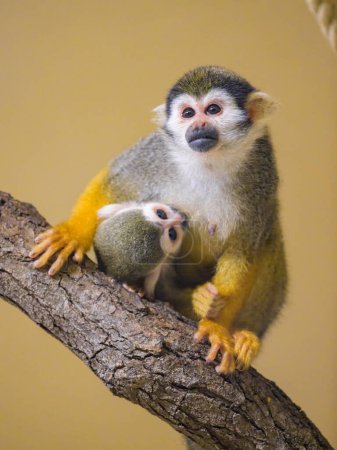 A Guianan squirrel monkey sitting on a branch, mother with child, breast feeding
