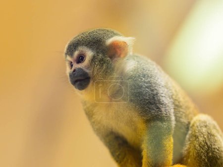 Un mono ardilla de Guyana sentado en una rama en un zoológico